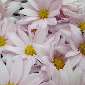 Meet your Posher, Bella